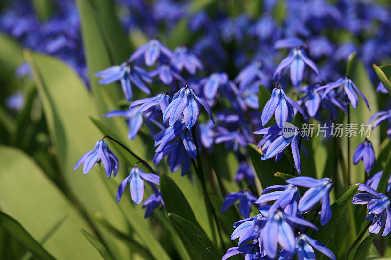 西伯利亚乌贼(Scilla siberica)